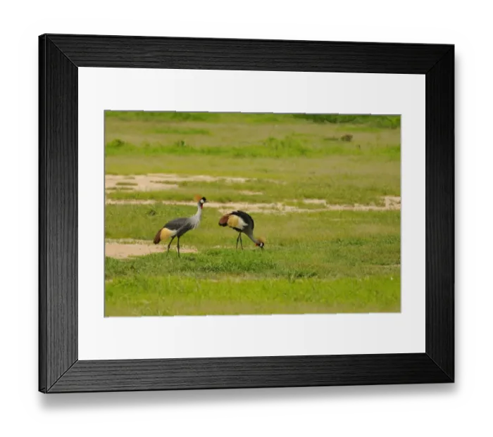 Framed Print : Grey Crowned-crane (Balearica regulorum) adult pair, feeding in habitat, Ruaha N. P. Tanzania Framed Print : Grey Crowned-crane (Balearica regulorum) adult pair, feeding in habitat, Ruaha N. P. Tanzania