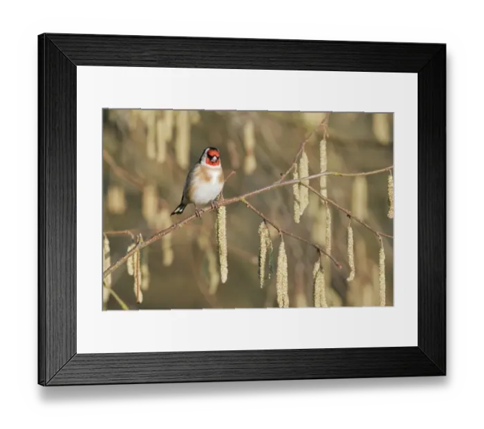 Framed Print : European Goldfinch (Carduelis carduelis) adult, perched on Common Hazel (Corylus avellana) twig with catkins, North Downs, Kent, England, march Framed Print : European Goldfinch (Carduelis carduelis) adult, perched on Common Hazel (Corylus avellana) twig with catkins, North Downs, Kent, England, march