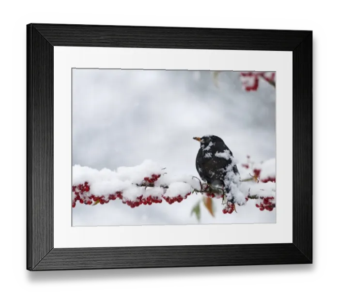 Framed Print : European Blackbird (Turdus merula) adult male, covered in snow during snowfall, feeding on snow covered berries in garden, Norfolk, England, december Framed Print : European Blackbird (Turdus merula) adult male, covered in snow during snowfall, feeding on snow covered berries in garden, Norfolk, England, december