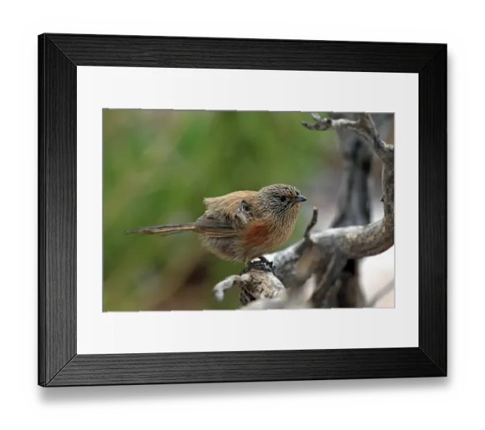 Framed Print : Dusky Grasswren (Amytornis purnelli) adult, perched on branch, Outback, Northern Territory, Australia Framed Print : Dusky Grasswren (Amytornis purnelli) adult, perched on branch, Outback, Northern Territory, Australia