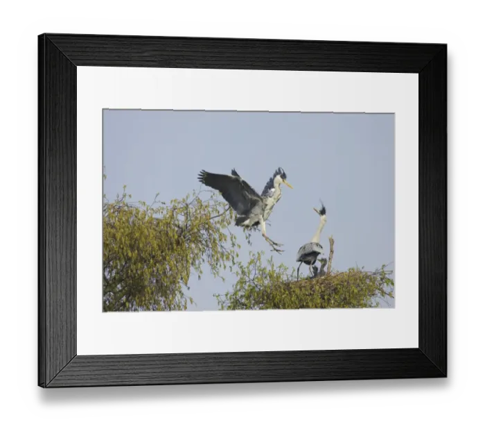 Framed Print : Grey Heron (Ardea cinerea) adult pair, one in flight arriving at nestsite, at nest with chicks, Hertfordshire, England Framed Print : Grey Heron (Ardea cinerea) adult pair, one in flight arriving at nestsite, at nest with chicks, Hertfordshire, England
