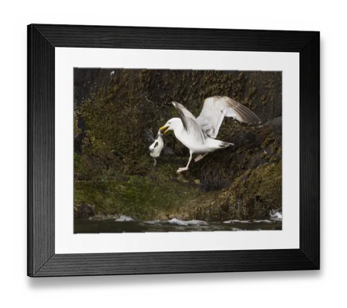 Framed Print : Herring Gull (Larus argentatus) immature, killing Common Guillemot (Uria aalge) chick, Inner Farne, Farne Islands, Northumberland, England, summer Framed Print : Herring Gull (Larus argentatus) immature, killing Common Guillemot (Uria aalge) chick, Inner Farne, Farne Islands, Northumberland, England, summer