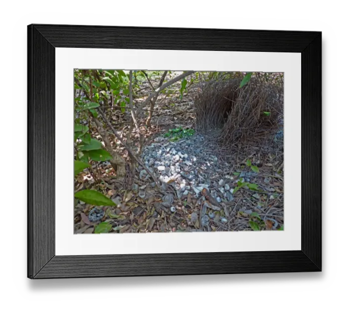 Framed Print : Great Bowerbird (Chlamydera nuchalis) display bower of male, decorated with items of green and white, Kakadu, Northern Territory, Australia, september Framed Print : Great Bowerbird (Chlamydera nuchalis) display bower of male, decorated with items of green and white, Kakadu, Northern Territory, Australia, september
