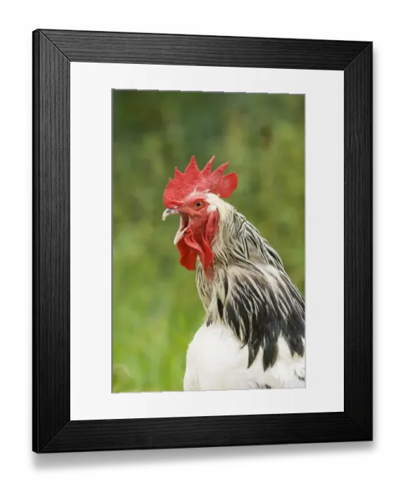 Framed Print : Domestic Chicken, Light Sussex cockerel, crowing, close-up of head and neck, Sussex, England, august