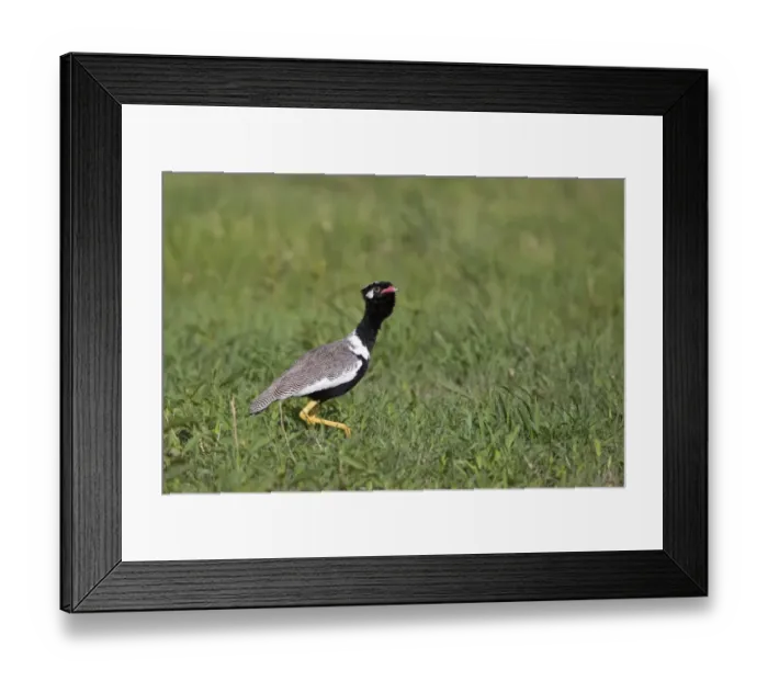Framed Print : Northern Black Bustard (Eupodotis afroides) adult male, displaying, walking in grass, Okavango Delta, Botswana Framed Print : Northern Black Bustard (Eupodotis afroides) adult male, displaying, walking in grass, Okavango Delta, Botswana