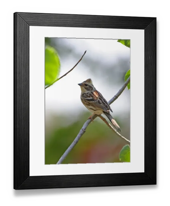 Framed Print : Yellow-throated Bunting (Emberiza elegans elegans) adult female, perched on twig, Hebei, China, may