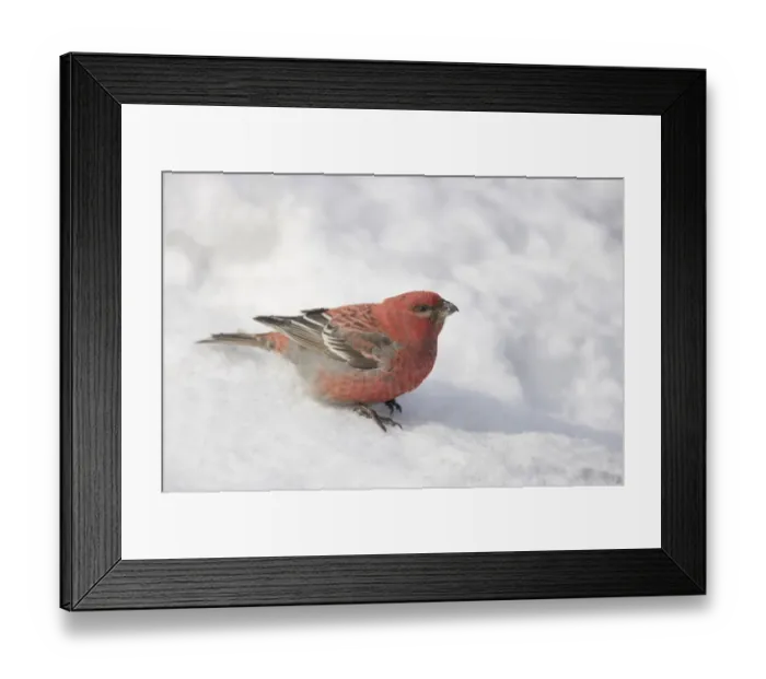 Framed Print : Pine Grosbeak (Pinicola enucleator) adult male, foraging on snow, Lapland, Finland Framed Print : Pine Grosbeak (Pinicola enucleator) adult male, foraging on snow, Lapland, Finland