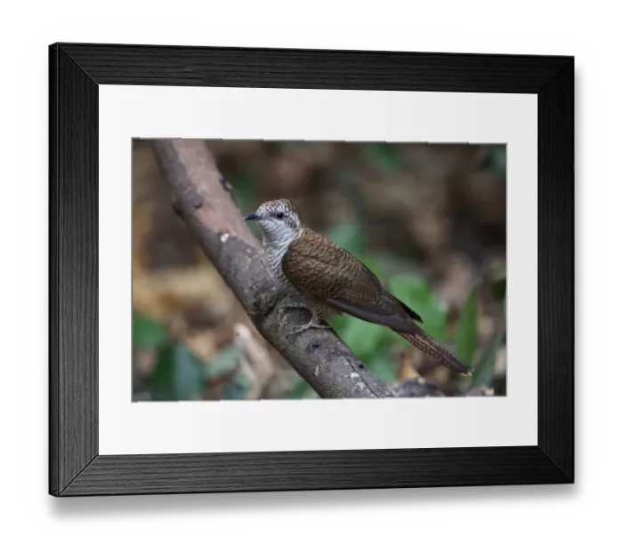 Framed Print : Banded Bay Cuckoo (Cacomantis sonneratii) adult, perched on branch, Kaeng Krachan N. P. Thailand, february Framed Print : Banded Bay Cuckoo (Cacomantis sonneratii) adult, perched on branch, Kaeng Krachan N. P. Thailand, february