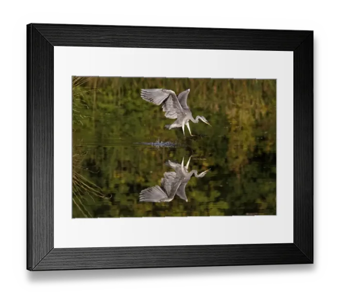 Framed Print : Grey Heron (Ardea cinerea) juvenile, in flight, feeding, striking at fish in water, Midlands, England, october (one of four in sequence)