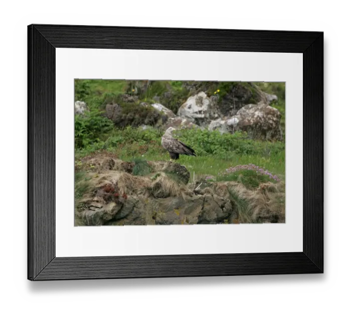 Framed Print : White-tailed Eagle (Haliaeetus albicilla) adult, standing on grassy cliff, Scotland, june Framed Print : White-tailed Eagle (Haliaeetus albicilla) adult, standing on grassy cliff, Scotland, june