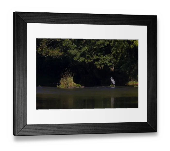 Framed Print : Grey Heron (Ardea cinerea) adult, standing on islet in river habitat, River Whiteadder, Berwickshire, Scottish Borders, Scotland, september Framed Print : Grey Heron (Ardea cinerea) adult, standing on islet in river habitat, River Whiteadder, Berwickshire, Scottish Borders, Scotland, september