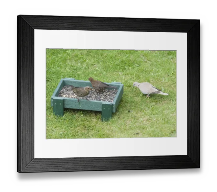 Framed Print : European Blackbird (Turdus merula) two juveniles, with Eurasian Collared Dove (Streptopelia decaocto) adult, feeding at ground feeder in garden, England, september