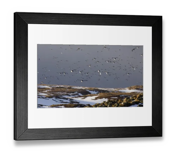 Framed Print : Common Guillemot (Uria aalge) adults, group in flight, returning to breeding cliffs, Hornoya Island, Varanger, Northern Norway, march Framed Print : Common Guillemot (Uria aalge) adults, group in flight, returning to breeding cliffs, Hornoya Island, Varanger, Northern Norway, march