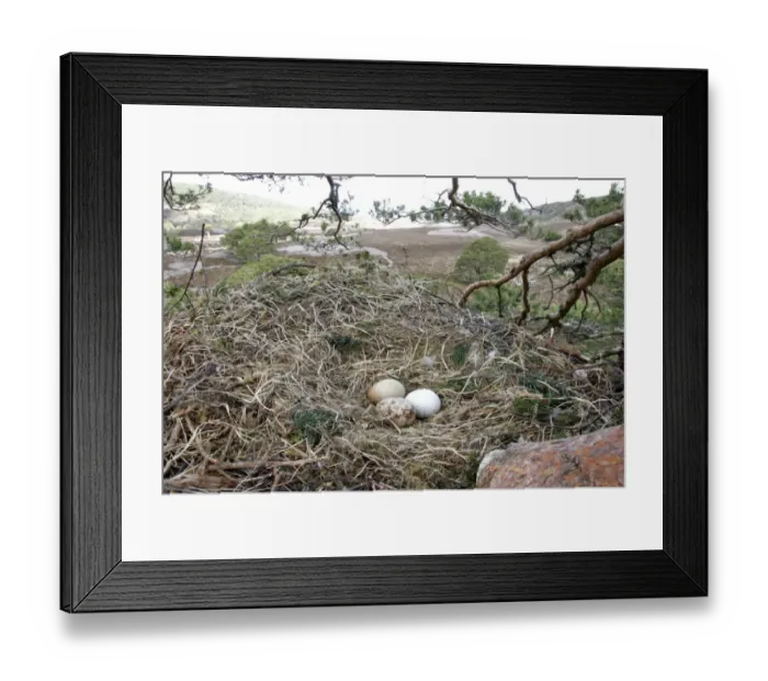 Framed Print : Golden Eagle (Aquila chrysaetos) three eggs, nest in pine tree, Cairngorms N. P. Grampian Mountains, Highlands, Scotland, may Framed Print : Golden Eagle (Aquila chrysaetos) three eggs, nest in pine tree, Cairngorms N. P. Grampian Mountains, Highlands, Scotland, may