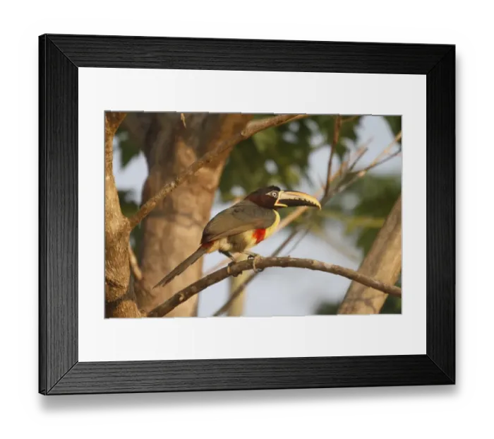 Framed Print : Chestnut-eared Aracari (Pteroglossus castanotis) adult, perched on branch, Pantanal, Mato Grosso, Brazil Framed Print : Chestnut-eared Aracari (Pteroglossus castanotis) adult, perched on branch, Pantanal, Mato Grosso, Brazil