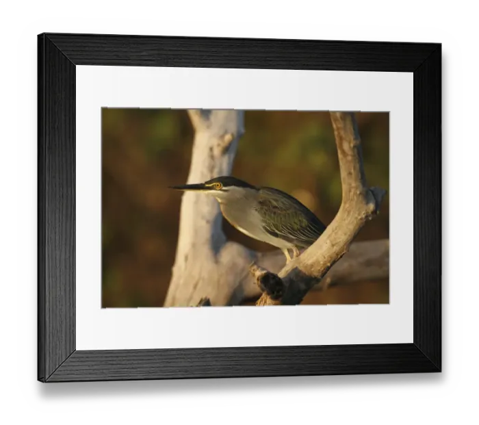 Framed Print : Striated Heron (Butorides striatus) adult, perched on branch in evening sunlight, Gambia, january Framed Print : Striated Heron (Butorides striatus) adult, perched on branch in evening sunlight, Gambia, january