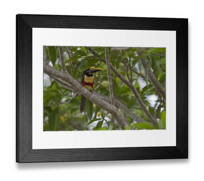 Framed Print : Chestnut-eared Aracari (Pteroglossus castanotis) adult, perched on branch, Pantanal, Mato Grosso, Brazil Framed Print : Chestnut-eared Aracari (Pteroglossus castanotis) adult, perched on branch, Pantanal, Mato Grosso, Brazil