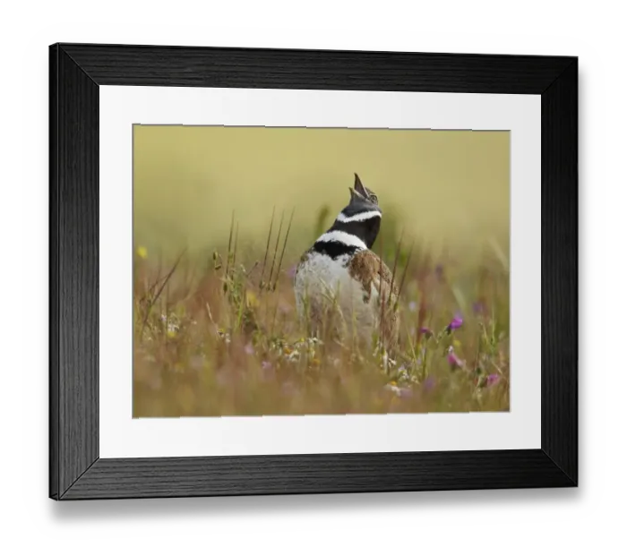 Framed Print : Little Bustard (Tetrax tetrax) adult male, calling and displaying, Extremadura, Spain, april