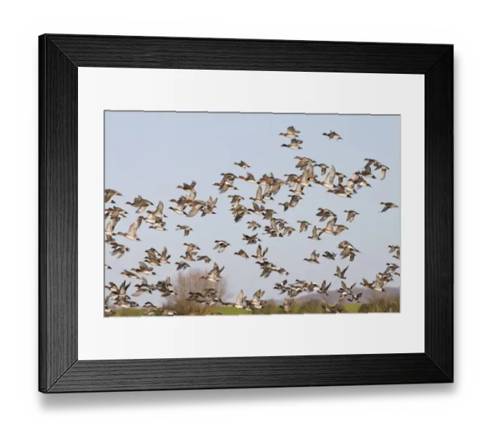 Framed Print : Eurasian Wigeon (Anas penelope) flock, in flight, Slimbridge, Gloucestershire, England, january Framed Print : Eurasian Wigeon (Anas penelope) flock, in flight, Slimbridge, Gloucestershire, England, january