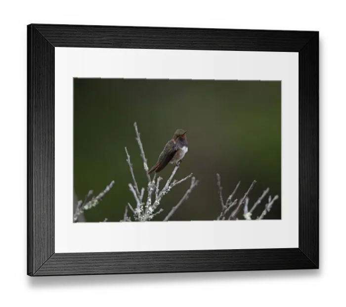 Framed Print : Volcano Hummingbird (Selasphorus flammula) adult male, perched in bush, Costa Rica, february Framed Print : Volcano Hummingbird (Selasphorus flammula) adult male, perched in bush, Costa Rica, february