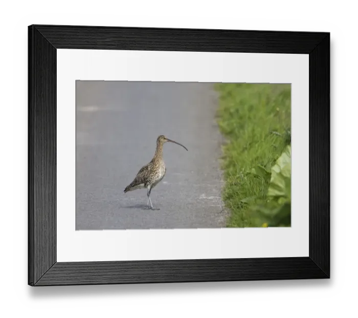 Framed Print : Eurasian Curlew (Numenius arquata) adult, crossing road, Mainland, Orkney, Scotland, june