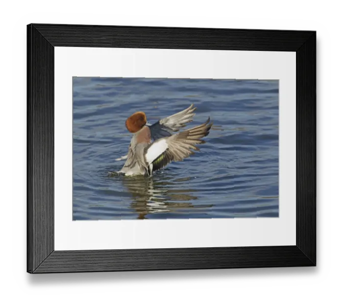 Framed Print : Eurasian Wigeon (Anas penelope) adult male, flapping and drying wings on water, Caerlaverock, Dumfries, Scotland, november Framed Print : Eurasian Wigeon (Anas penelope) adult male, flapping and drying wings on water, Caerlaverock, Dumfries, Scotland, november