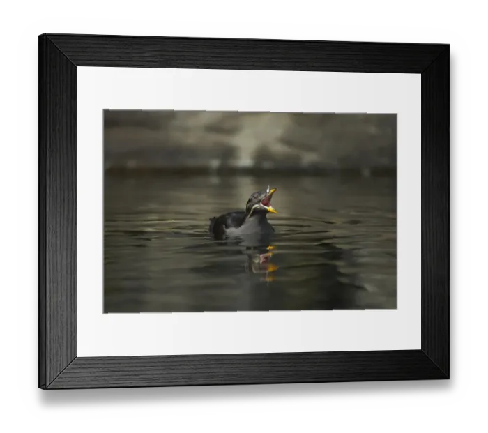 Framed Print : Rhinoceros Auklet (Cerorhinca monocerata) adult, breeding plumage, calling on water, Oregon, U. S. A