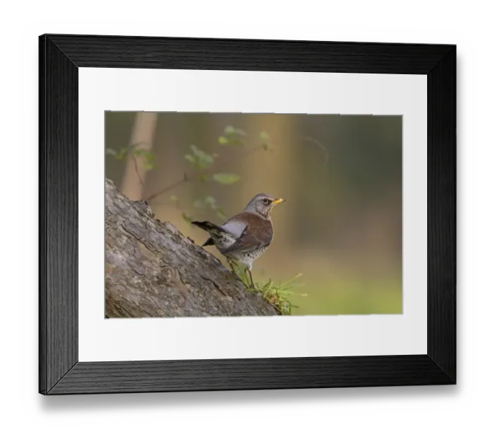 Framed Print : Fieldfare (Turdus pilaris) adult, perched on fallen trunk, Shropshire, England, october Framed Print : Fieldfare (Turdus pilaris) adult, perched on fallen trunk, Shropshire, England, october