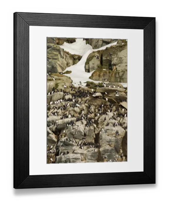 Framed Print : Common Guillemot (Uria aalge) adults, nesting colony on cliff ledges with snow, Hornoya Island, Varanger, Northern Norway, march Framed Print : Common Guillemot (Uria aalge) adults, nesting colony on cliff ledges with snow, Hornoya Island, Varanger, Northern Norway, march
