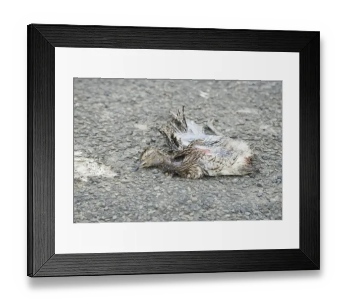 Framed Print : Eurasian Curlew (Numenius arquata) dead chick, killed by car car on road, Mainland, Orkney, Scotland, june Framed Print : Eurasian Curlew (Numenius arquata) dead chick, killed by car car on road, Mainland, Orkney, Scotland, june