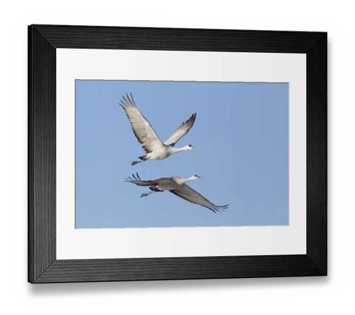 Framed Print : Sandhill Crane (Grus canadensis) adult and juvenile, in flight, Bosque del Apache National Wildlife Refuge, New Mexico, U. S. A. december Framed Print : Sandhill Crane (Grus canadensis) adult and juvenile, in flight, Bosque del Apache National Wildlife Refuge, New Mexico, U. S. A. december