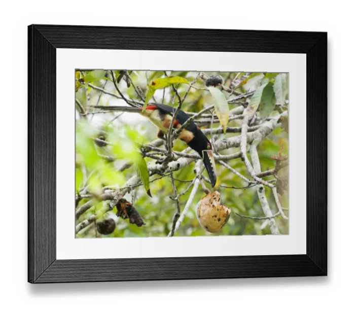 Framed Print : Collared Aracari (Pteroglossus torquatus) adult, feeding on fruit in tree, Tikal N. P. Peten, Guatemala Framed Print : Collared Aracari (Pteroglossus torquatus) adult, feeding on fruit in tree, Tikal N. P. Peten, Guatemala