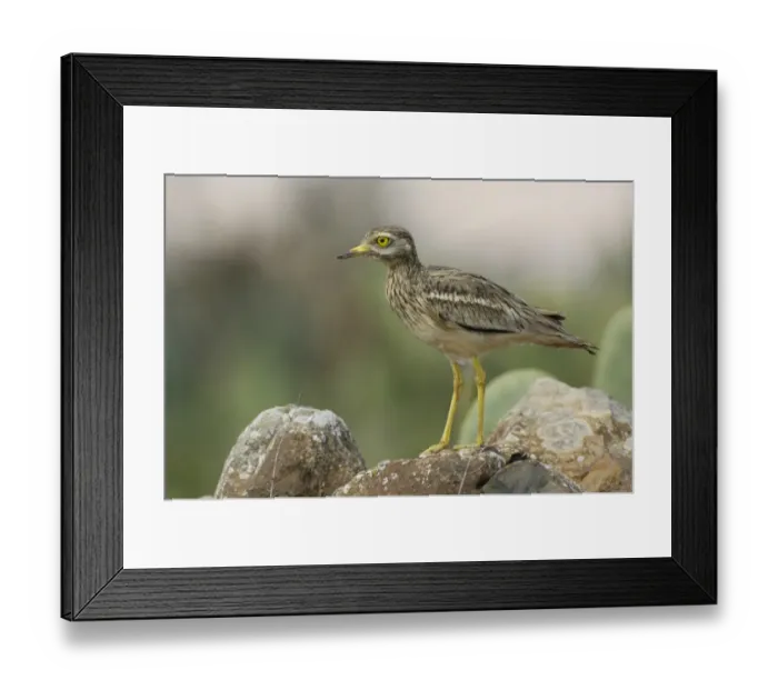 Framed Print : Eurasian Stone-curlew (Burhinus oedicnemus insularum) adult, standing on rock, Fuerteventura, Canary Islands, march Framed Print : Eurasian Stone-curlew (Burhinus oedicnemus insularum) adult, standing on rock, Fuerteventura, Canary Islands, march