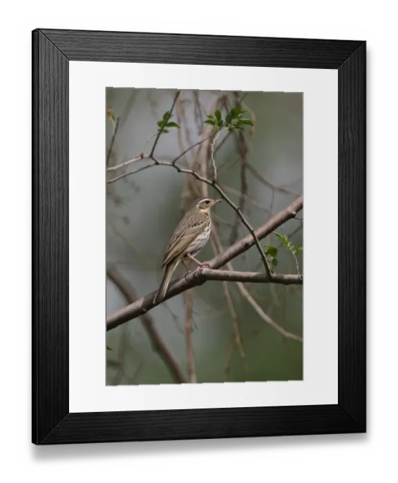 Framed Print : Olive-backed Pipit (Anthus hodgsoni) adult, perched on branch, Beijing, China, may Framed Print : Olive-backed Pipit (Anthus hodgsoni) adult, perched on branch, Beijing, China, may