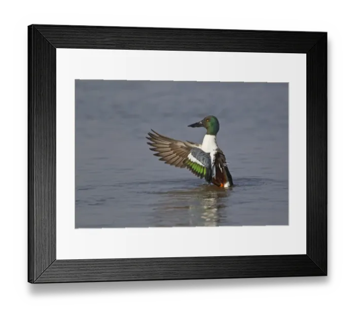 Framed Print : Northern Shoveler (Anas clypeata) adult male, wing stretching and flapping after preening on water, Slimbridge, Gloucestershire, England, march Framed Print : Northern Shoveler (Anas clypeata) adult male, wing stretching and flapping after preening on water, Slimbridge, Gloucestershire, England, march