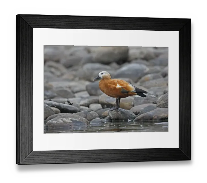 Framed Print : Ruddy Shelduck (Tadorna ferruginea) adult female, with feather in beak, standing on boulder at edge of river, Nameri, Assam, India, january Framed Print : Ruddy Shelduck (Tadorna ferruginea) adult female, with feather in beak, standing on boulder at edge of river, Nameri, Assam, India, january