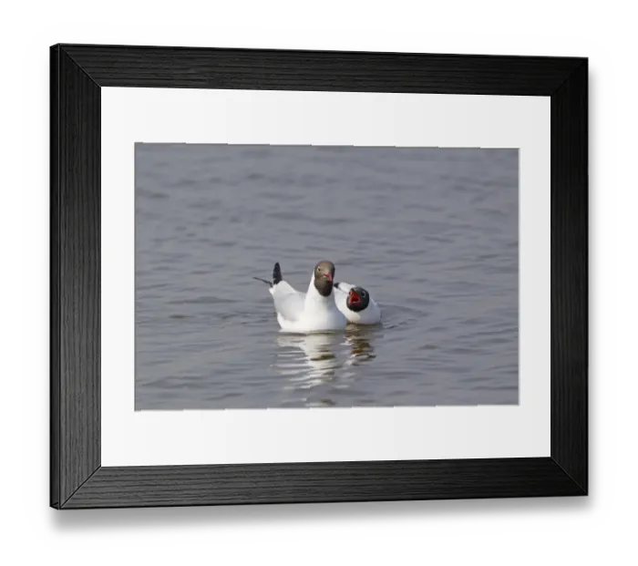 Framed Print : Black-headed Gull (Larus ridibundus) adult pair, summer plumage, swimming, female calling for food from male, Minsmere RSPB Reserve, Suffolk, England, april Framed Print : Black-headed Gull (Larus ridibundus) adult pair, summer plumage, swimming, female calling for food from male, Minsmere RSPB Reserve, Suffolk, England, april