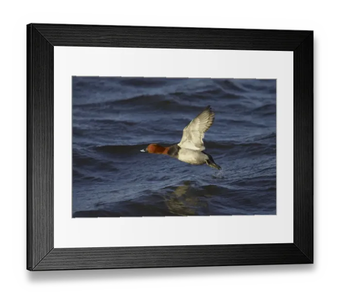 Framed Print : Common Pochard (Aythya ferina) adult male, in flight, taking off from water, Ouse Washes, Norfolk, England, winter Framed Print : Common Pochard (Aythya ferina) adult male, in flight, taking off from water, Ouse Washes, Norfolk, England, winter