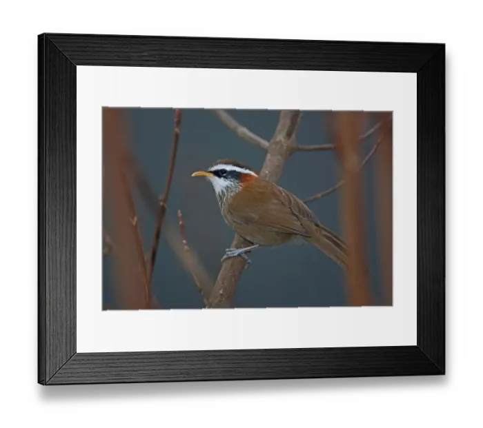 Framed Print : Streak-breasted Scimitar-babbler (Pomatorhinus ruficollis godwini) adult, perched on branch, Eaglenest Wildlife Sanctuary, Arunachal Pradesh, India, january Framed Print : Streak-breasted Scimitar-babbler (Pomatorhinus ruficollis godwini) adult, perched on branch, Eaglenest Wildlife Sanctuary, Arunachal Pradesh, India, january