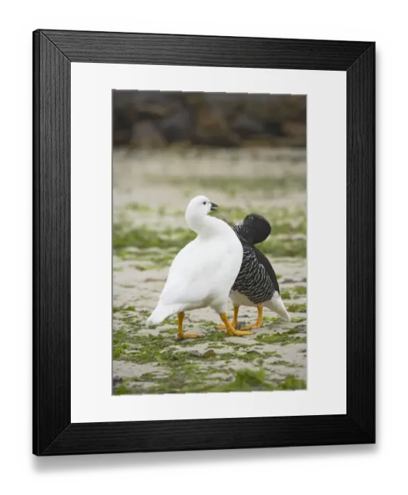Framed Print : Kelp Goose (Chloephaga hybrida) adult pair, in courtship display, New Island, Falkland Islands Framed Print : Kelp Goose (Chloephaga hybrida) adult pair, in courtship display, New Island, Falkland Islands