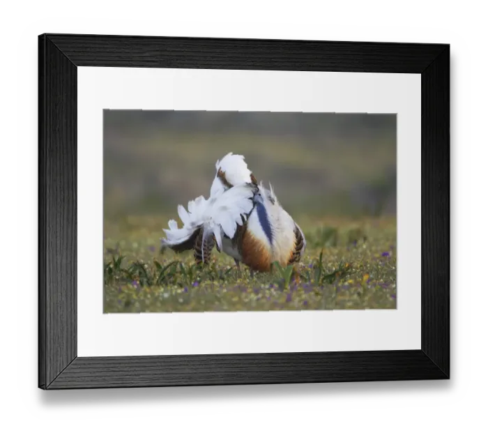Framed Print : Great Bustard (Otis tarda) adult male, displaying amongst wildflowers, Extremadura, Spain Framed Print : Great Bustard (Otis tarda) adult male, displaying amongst wildflowers, Extremadura, Spain