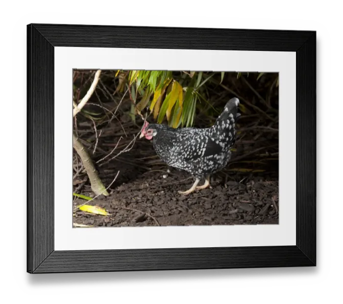 Framed Print : Domestic Chicken, Ancona hen, standing, Whitewell, Lancashire, England, november Framed Print : Domestic Chicken, Ancona hen, standing, Whitewell, Lancashire, England, november