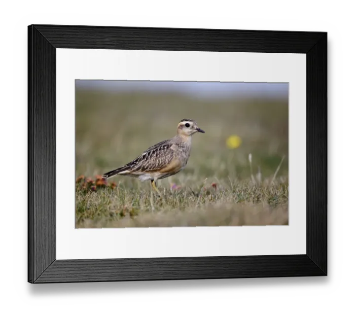 Framed Print : Eurasian Dotterel (Charadrius morinellus) juvenile, standing on grass, Great Orme, Conwy, Llandudno, Wales, september Framed Print : Eurasian Dotterel (Charadrius morinellus) juvenile, standing on grass, Great Orme, Conwy, Llandudno, Wales, september
