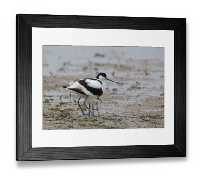 Framed Print : Eurasian Avocet (Recurvirostra avocetta) adult, with two chicks sheltered underneath, Minsmere RSPB Reserve, Suffolk, England, june Framed Print : Eurasian Avocet (Recurvirostra avocetta) adult, with two chicks sheltered underneath, Minsmere RSPB Reserve, Suffolk, England, june