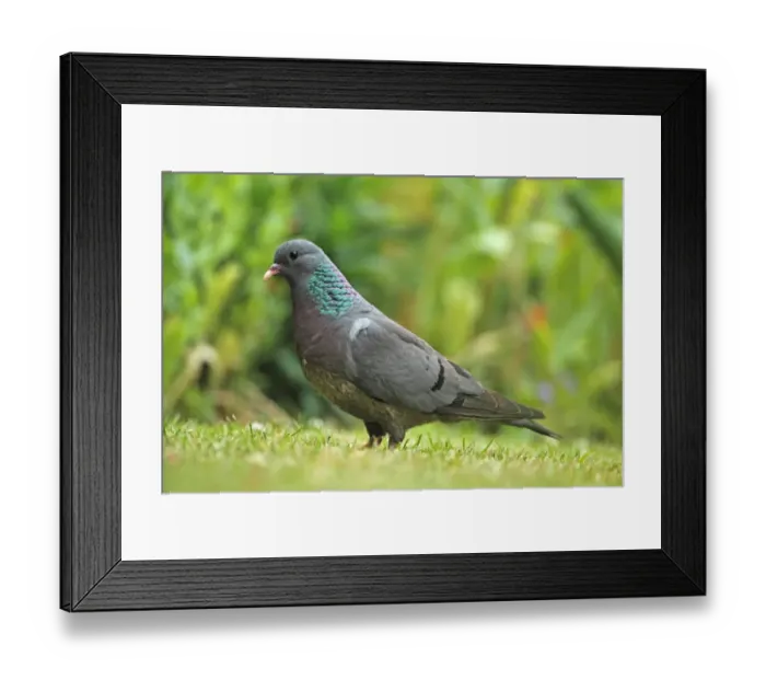 Framed Print : Stock Dove (Columba oenas) adult, standing on grass, Cley, Norfolk, England, july Framed Print : Stock Dove (Columba oenas) adult, standing on grass, Cley, Norfolk, England, july