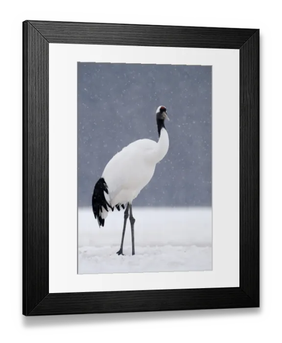 Framed Print : Japanese Red-crowned Crane (Grus japonensis) adult, standing in snow during snowfall, Akan, Hokkaido, Japan, winter Framed Print : Japanese Red-crowned Crane (Grus japonensis) adult, standing in snow during snowfall, Akan, Hokkaido, Japan, winter