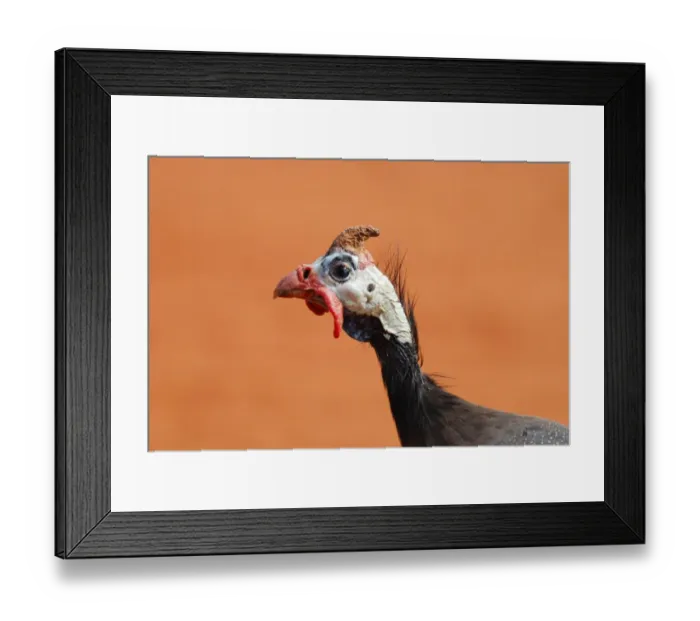 Framed Print : Helmeted Guineafowl (Numida meleagris) introduced species, adult, close-up of head, Andranovory, Southwestern Madagascar, august Framed Print : Helmeted Guineafowl (Numida meleagris) introduced species, adult, close-up of head, Andranovory, Southwestern Madagascar, august