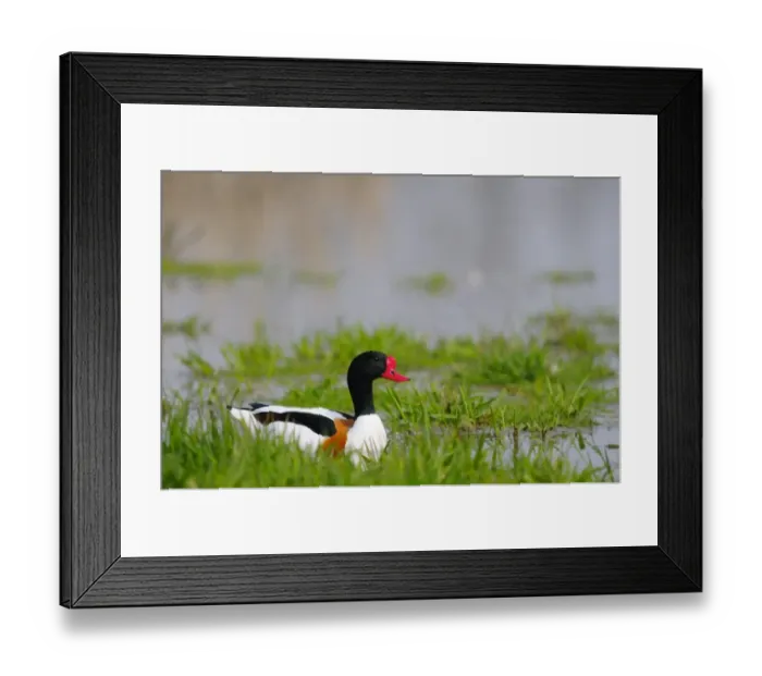 Framed Print : Common Shelduck (Tadorna tadorna) adult male, swimming at edge of water, Italy, march