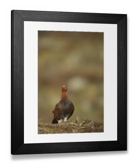 Framed Print : Red Grouse (Lagopus lagopus scoticus) adult male, standing on moorland, Yorkshire Dales N. P. Yorkshire, England Framed Print : Red Grouse (Lagopus lagopus scoticus) adult male, standing on moorland, Yorkshire Dales N. P. Yorkshire, England