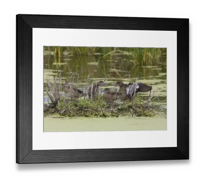 Framed Print : Blue-winged Teal (Anas discors) four juveniles, squabbling on Muskrat (Ondatra zibethicus) lodge in water, North Dakota, U. S. A. august Framed Print : Blue-winged Teal (Anas discors) four juveniles, squabbling on Muskrat (Ondatra zibethicus) lodge in water, North Dakota, U. S. A. august